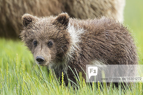 USA  Alaska  Lake Clark National Park and Preserve  Braunbärenbaby (Ursus arctos)