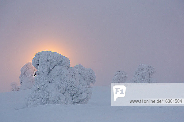 Skandinavien  Finnland  Kittilae  Schneebedeckte Kiefern im Gegenlicht des Abends