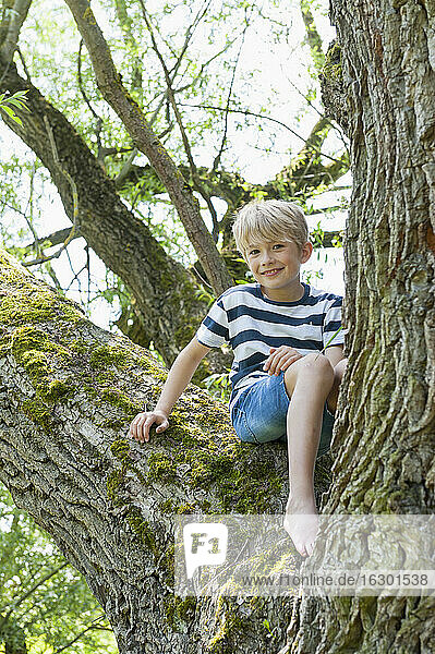 Germany  Bavaria  smiling boy sitting on a tree