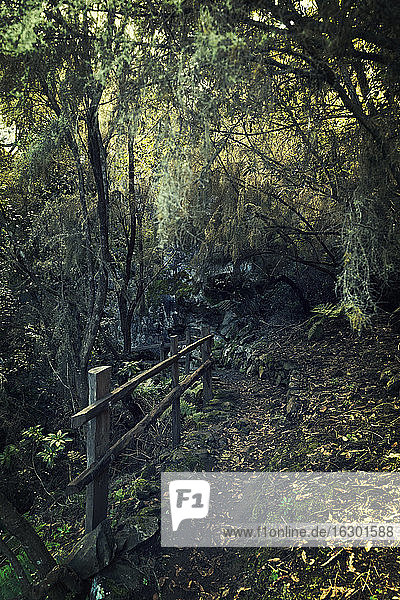 Spain  Canary Islands  La Palma  forest in the North of the Island