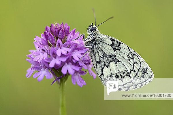 Deutschland  Marmorierter weißer Schmetterling  Melanargia galathea  sitzend auf Blüte