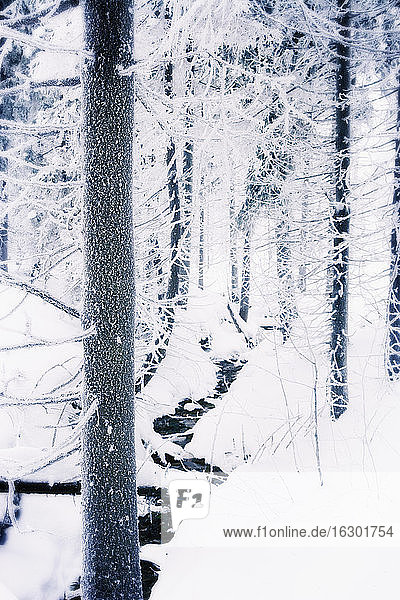 Germany  Lower Saxony  winter landscape in Harz