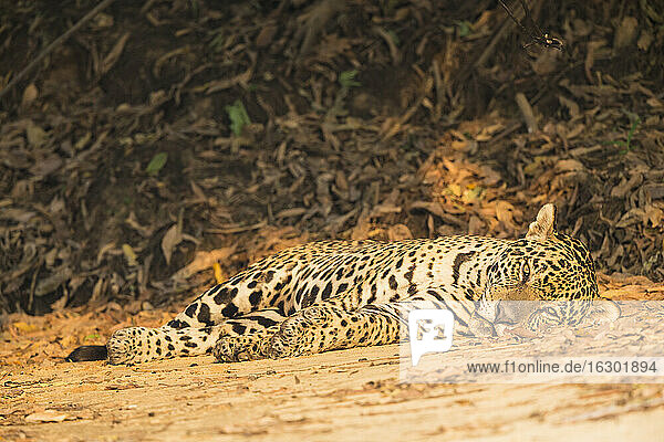 Südamerika  Brasilia  Mato Grosso do Sul  Pantanal  Jaguar  Panthera onca  liegend