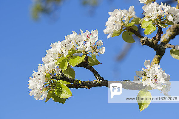 Weiße Blüten eines Birnbaums (Pyrus communis)