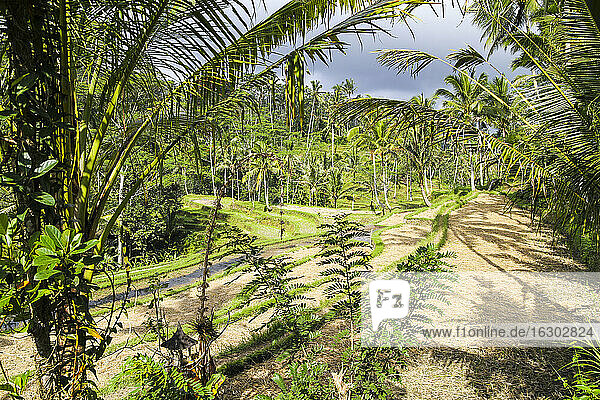 Indonesien  Bali  Tampaksiring  Vegetation