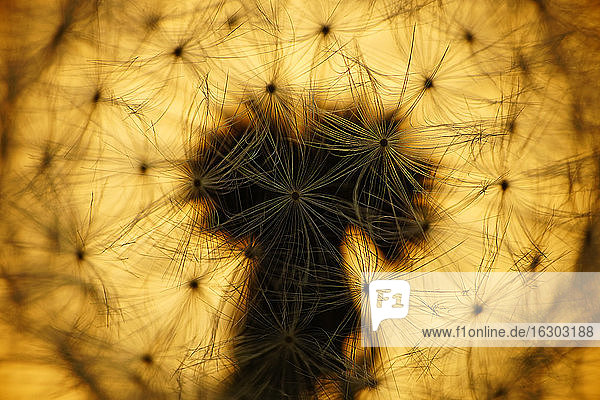 Gewöhnlicher Löwenzahn  Taraxacum officinale  im Gegenlicht  Nahaufnahme