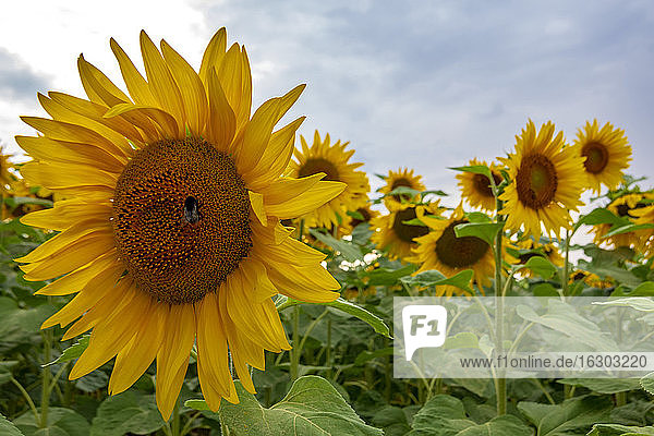 Nahaufnahme von blühenden Sonnenblumen auf einem landwirtschaftlichen Feld in Würzburg gegen den Himmel