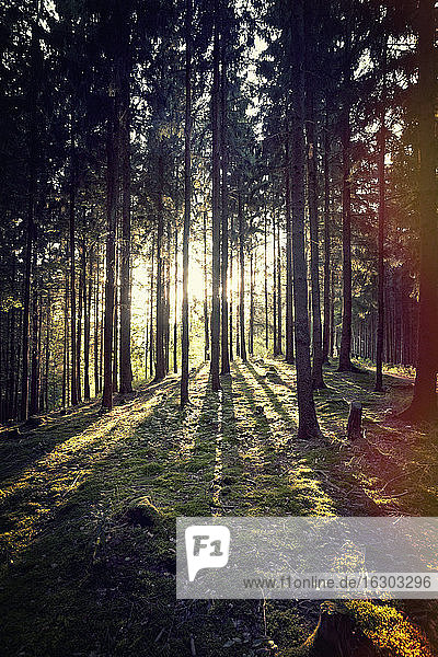 Austria  Upper Austria  Schloegen  forest in sunlight