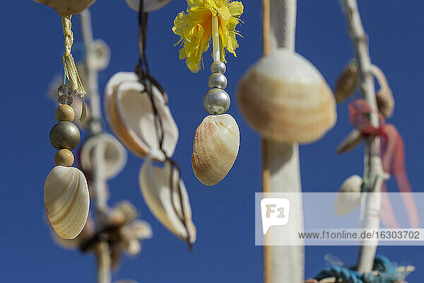 Spanien  Balearische Inseln  Formentera  Wunschbaum mit Muscheln