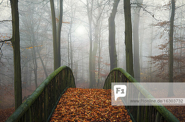 Germany Hamburg  Jenischpark in fog  Wooden bridge covered with autumn leaves