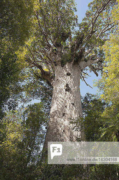 Neuseeland  Nordinsel  Northland  Waipoua Forest  Tane Mahuta  Riesen-Kauri-Baum (Agathis australis)