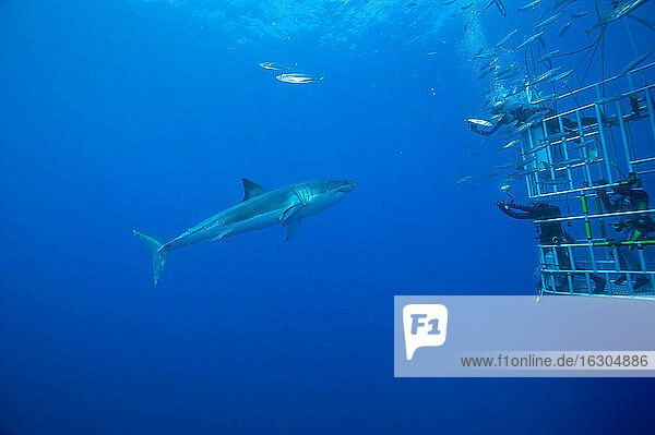 Mexico  Guadalupe  Pacific Ocean  scuba divers in shark cage photographing white shark  Carcharodon carcharias
