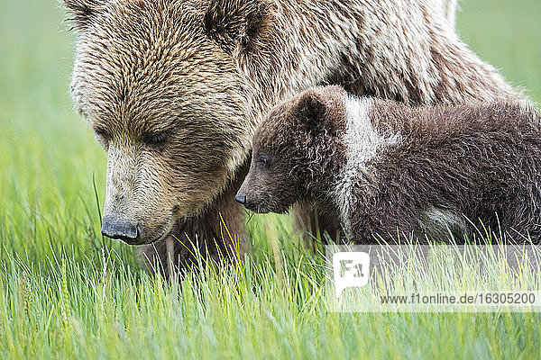 USA  Alaska  Lake Clark National Park and Preserve  Braunbär und Bärenjunge (Ursus arctos)