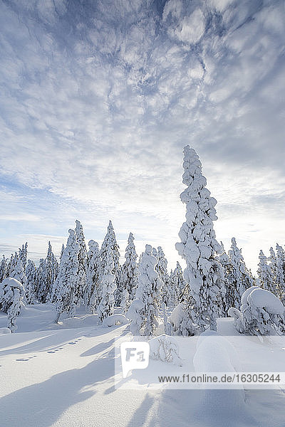 Skandinavien  Finnland  Rovaniemi  Wald  Bäume im Winter gegen die Sonne