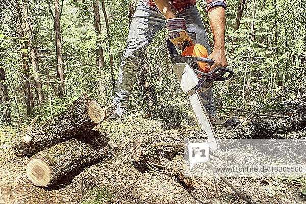 Lumberjack cutting branch with electric saw in forest