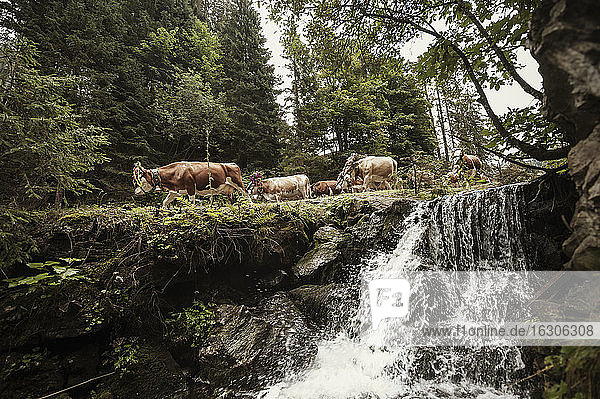 Austria  Salzburg State  Altenmarkt-Zauchensee  bringing down the cattle from the mountain pasture