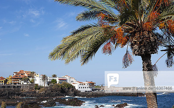 Spain  Canary Islands  Puerto de la Cruz  palm tree at Punta del Viento promenade in summer