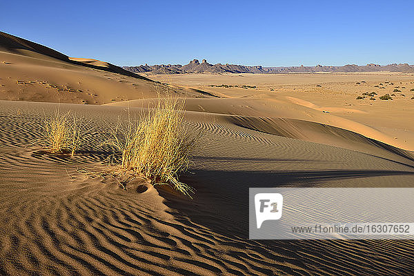 Algerien  Sahara  Tassili n' Ajjer  Wüstendüne von Erg Admer im Tassili n' Ajjer National Park