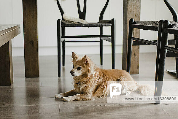 Hund entspannt auf dem Boden neben dem Stuhl zu Hause
