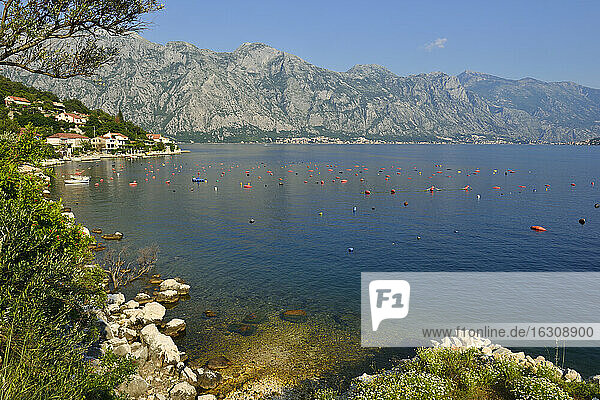 Montenegro  Crna Gora  Blick auf die Bucht von Kotor