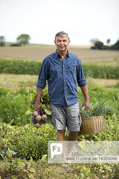 Lächelnder Bauer sammelt Gemüse im Korb auf dem Bauernhof