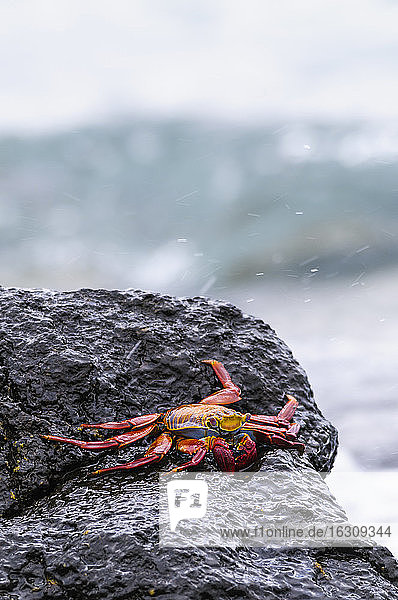 Ozeanien  Galapagos-Inseln  Santa Cruz  Rote Felsenkrabbe  Grapsus grapsus  auf einem Felsen sitzend