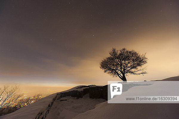 Deutschland  Bonn  Siebengebirge  Kahler Baum auf Hügel im Winter