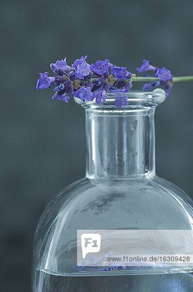 Aromatisches Öl in einer Glasflasche und ein Lavendelzweig