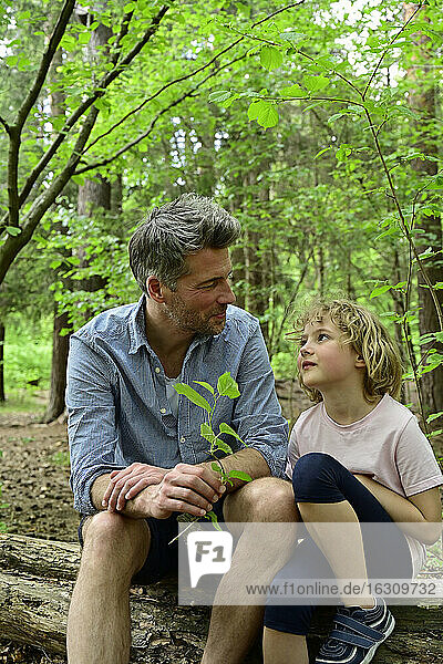 Mann spricht mit Mädchen auf einem Baumstamm im Wald sitzend