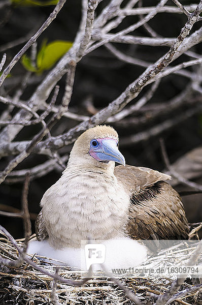 Ecuador  Galapagos  Genovesa  Rotfußtölpel  Sula sula  im Nest
