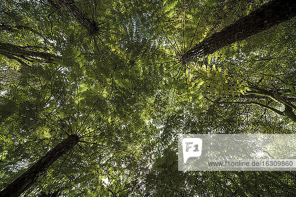 Neuseeland  Whitianga  Bäume