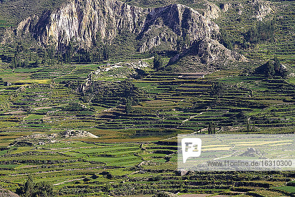 Südamerika  Peru  Colca Canyon  Terrassenfelder