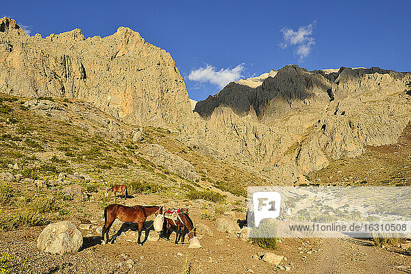 Türkei  Hoch- oder Antitaurusgebirge  Aladaglar-Nationalpark  Packpferde im Sokullupinar-Camp