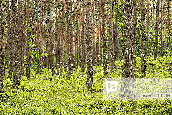 Deutschland  Blick auf Zahlen auf Baum im Fichtenwald