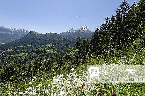 Deutschland  Bayern  Berchtesgadener Alpen  bei Ramsau  Blick auf Watzmann und Hochkalter