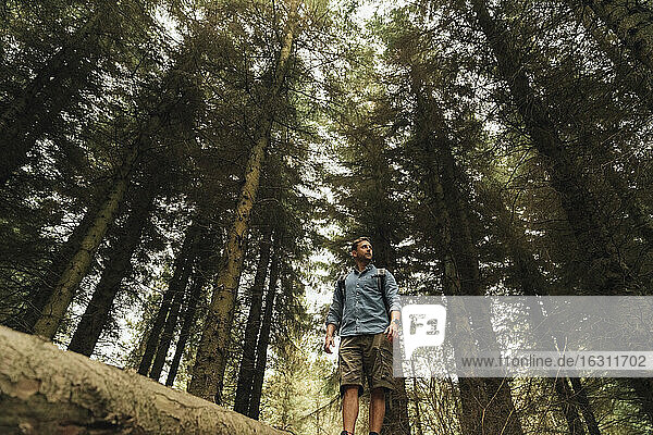 Male explorer looking away while standing on log against trees in forest