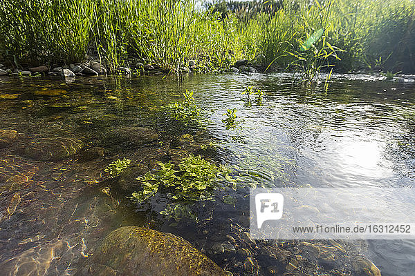 USA  Idaho  Bellevue  Wasserpflanzen und Felsen am Seeufer