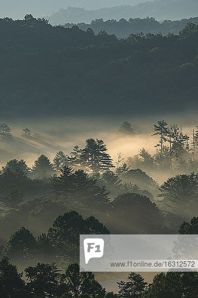 USA  Georgia  Fog above pine trees in Blue Ridge Mountains at sunrise
