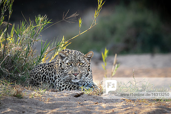 Ein Leopardenweibchen  Panthera pardus  liegt im Sand  direkter Blick  Ohren nach vorne.