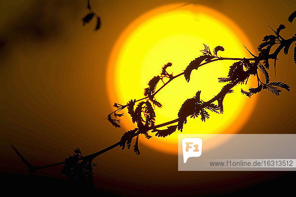 Silhouette eines Baumzweiges vor der untergehenden Riesensonne.