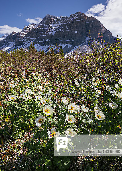 White Globe Flowers und Crowfoot Mountain  Banff National Park  UNESCO-Weltkulturerbe  Alberta  Kanadische Rockies  Kanada  Nordamerika