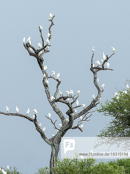 Kuhreiher (Bubulcus ibis)  die in einem Baum im Tarangire-Nationalpark schlafen  Tansania  Ostafrika  Afrika