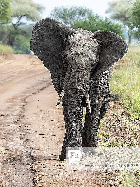 Afrikanischer Busch-Elefant (Loxodonta africana)  Tarangire-Nationalpark  Tansania  Ostafrika  Afrika