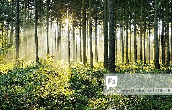Lichtdurchfluteter Fichtenwald  Sonne strahlt durch Nebel  Flechtinger Höhenzug  Magdeburger Börde  Sachsen-Anhalt  Deutschland  Europa