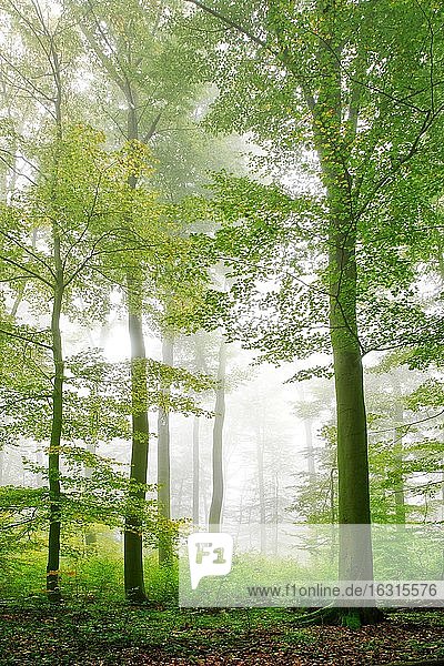 Buchenwald im beginnenden Herbst  dichter Nebel  östliches Harzvorland  bei Wippra  Deutschland (Sachsen-Anhalt)