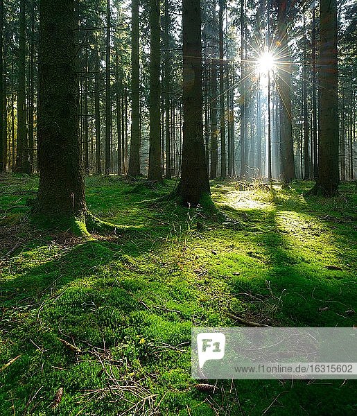Typischer Fichtenwald im Harz  Sonne strahlt durch Nebel am frühen Morgen  Moos bedeckt den Boden  bei Harzgerode  Sachsen-Anhalt  Deutschland  Europa