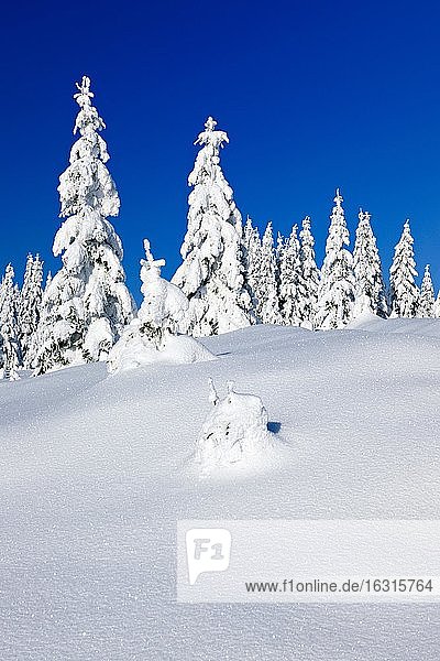 Tief verschneite unberührte Winterlandschaft  Fichten von Schnee bedeckt  strahlender Sonnenschein  blauer Himmel  Nationalpark Harz  Deutschland (Sachsen-Anhalt)