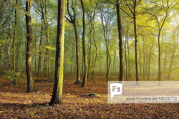 Hainbuchenwald im Herbst  Morgennebel  Sonne strahlt durchs Laub  Burgenlandkreis  Sachsen-Anhalt  Deutschland  Europa