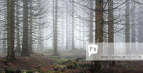 Panorama  Fichtenwald  dichter Nebel  Nationalpark Harz  bei Braunlage  Deutschland (Niedersachsen)