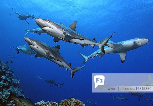 Grey reef sharks ( Carcharhinus amblyrhynchos) Pacific Ocean